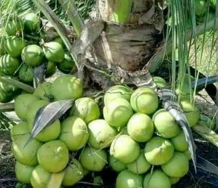 Jual Bibit Kelapa Kopyor Bersertifikat